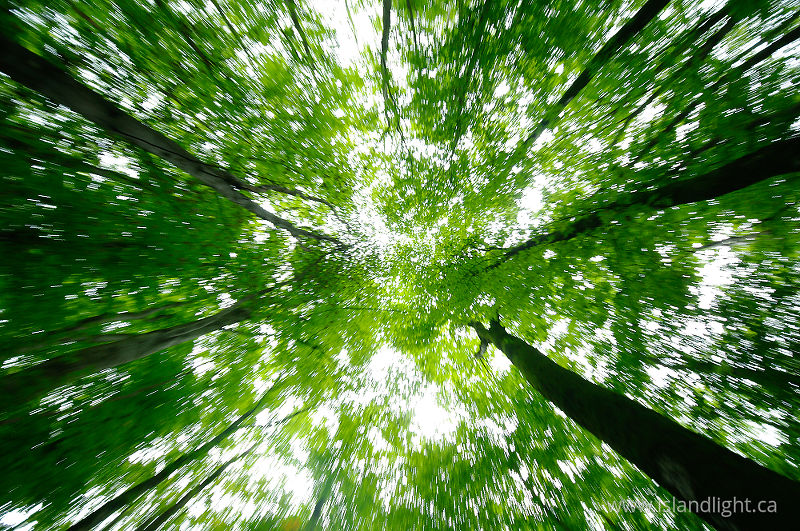 Upward Zoom -  Forest photo