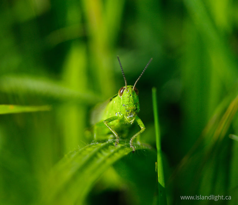   Grasshopper photo