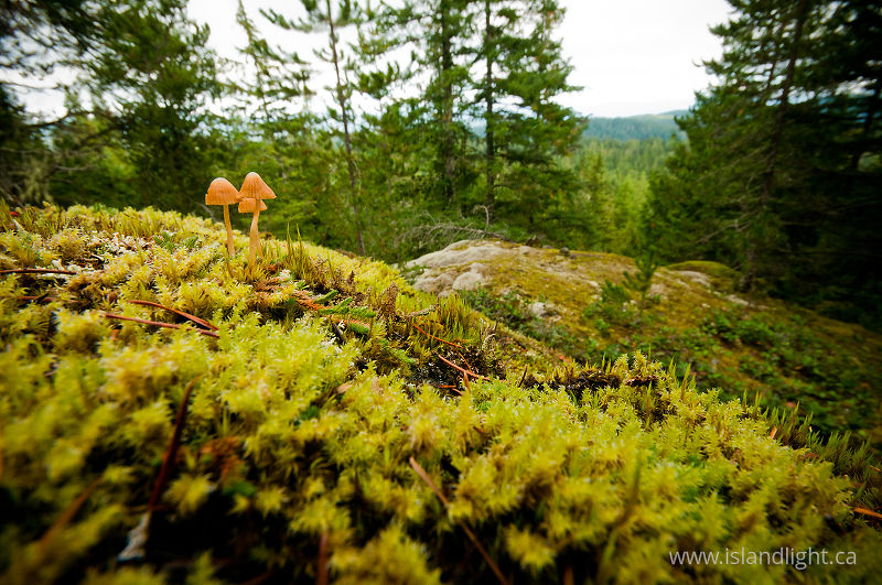 Mushrooms on Green Mountain - Cortes Island Mushroom  photo