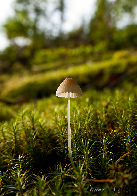 One Mushroom - Cortes Island Mushroom photo