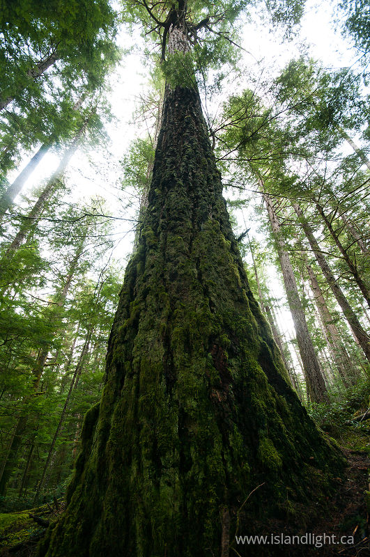  Cortes Island Tree photo