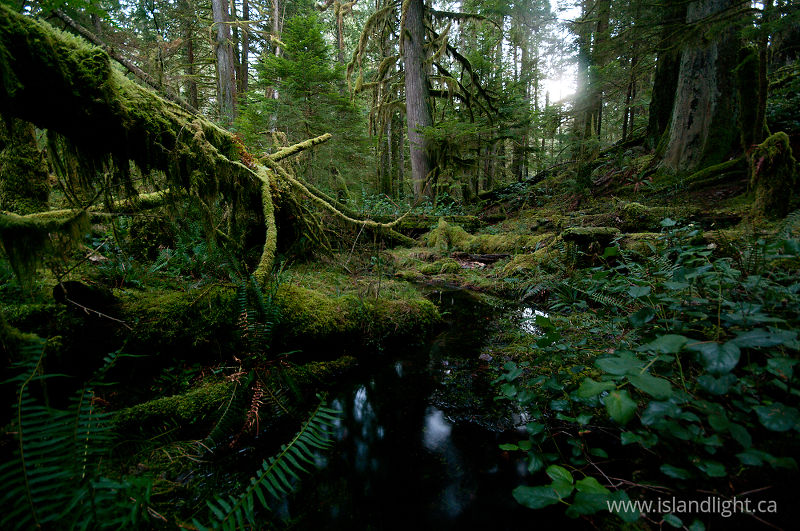  Cortes Island Wetland photo