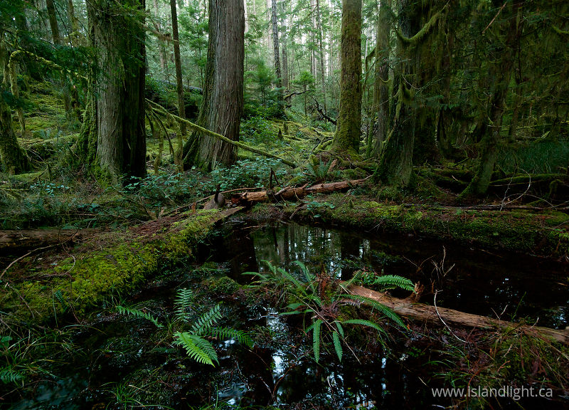  Cortes Island Forest photo