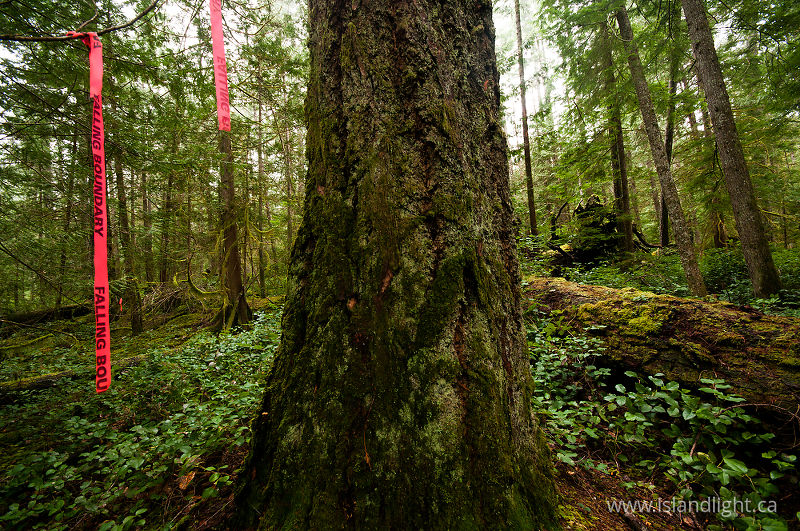 Falling Boundary II - Cortes Island Forest photo