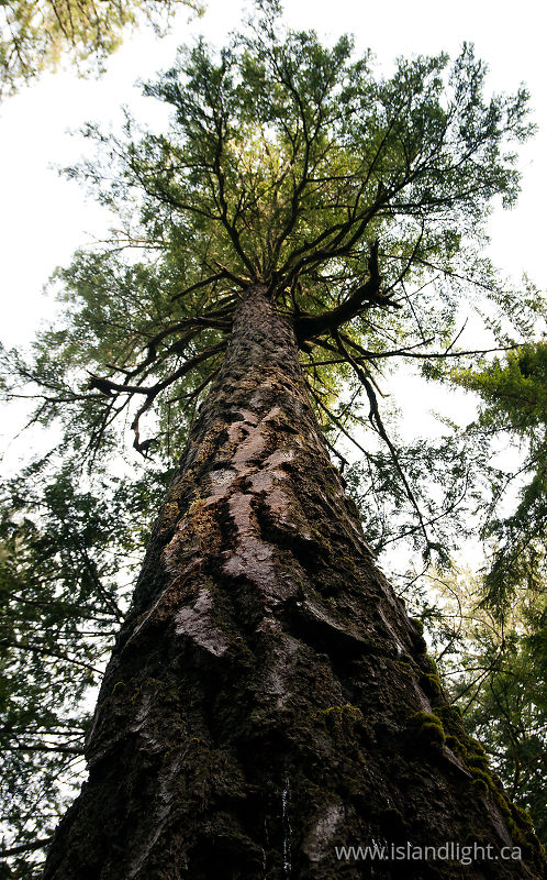 Douglas Fir - Cortes Island Tree photo