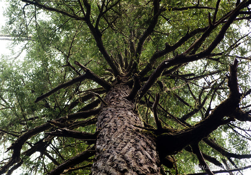 Branches - Cortes Island Tree photo