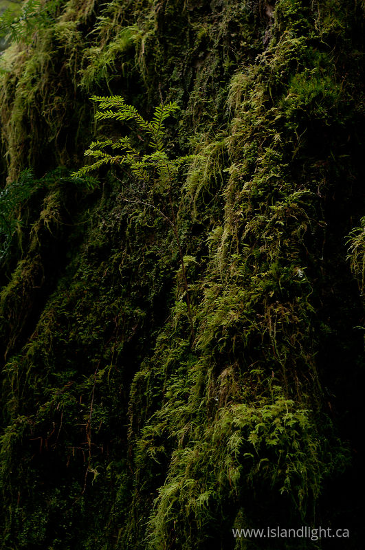  Cortes Island Tree photo
