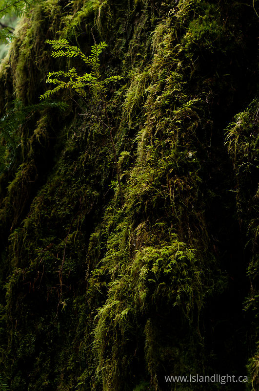  Cortes Island Tree photo