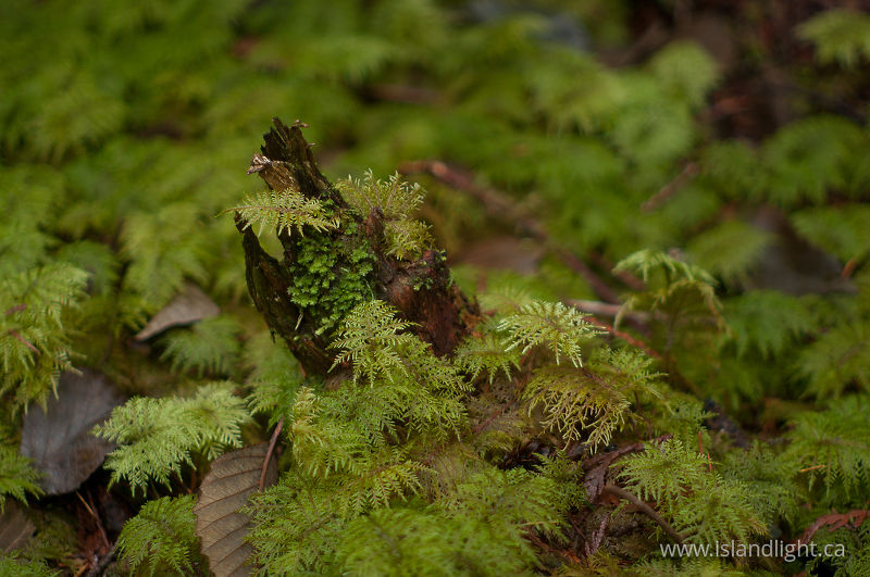 Moss - Cortes Island  photo