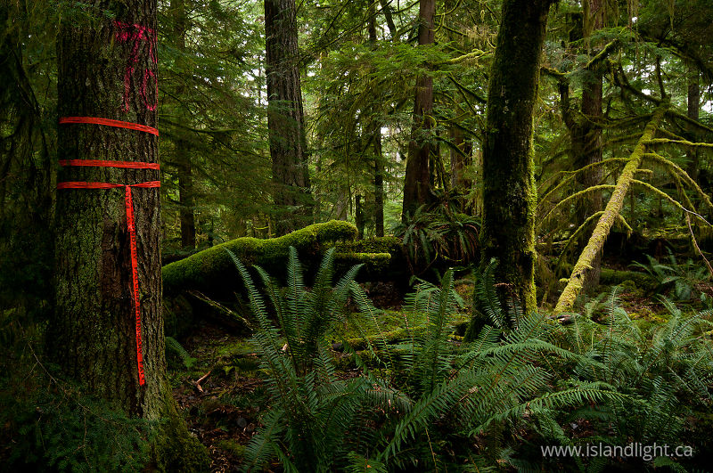 Falling Boundary - Cortes Island Forest photo