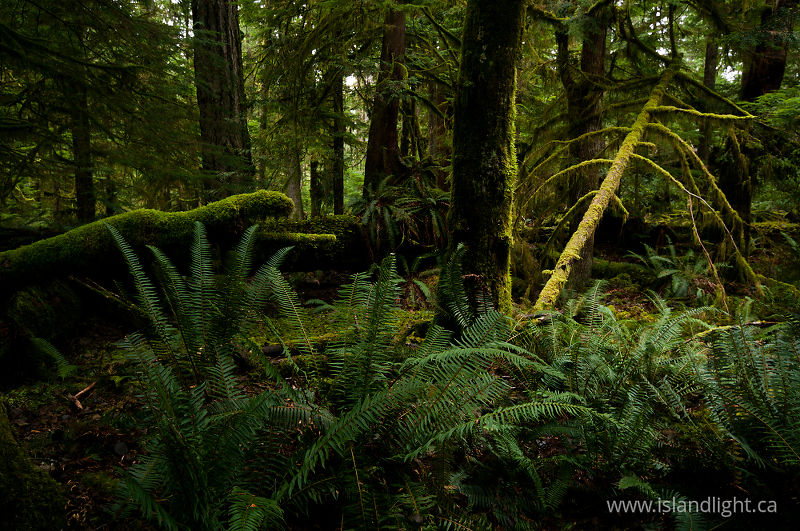  Cortes Island Forest photo