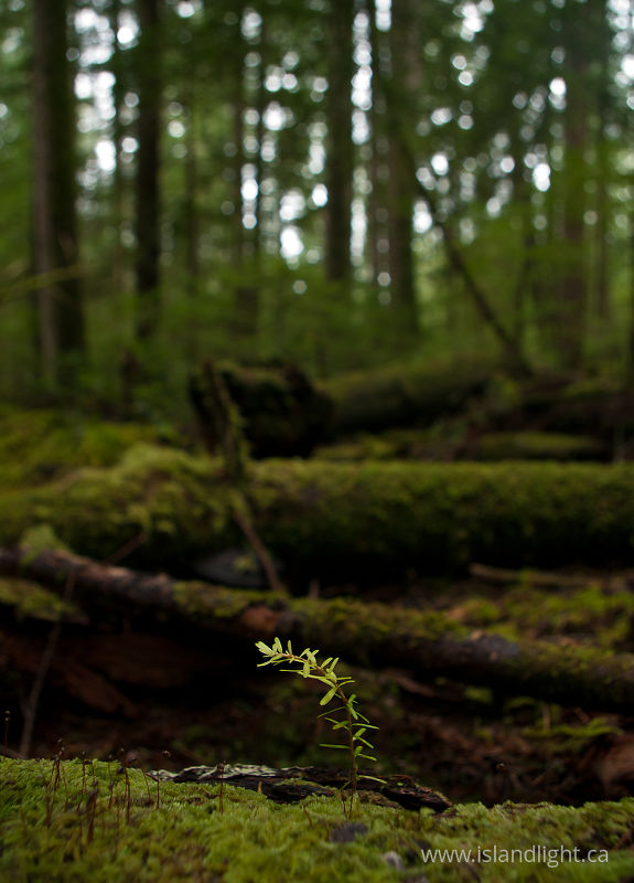 New growth - Cortes Island Tree photo