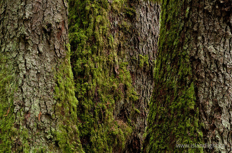 Three Giants - Cortes Island Tree photo