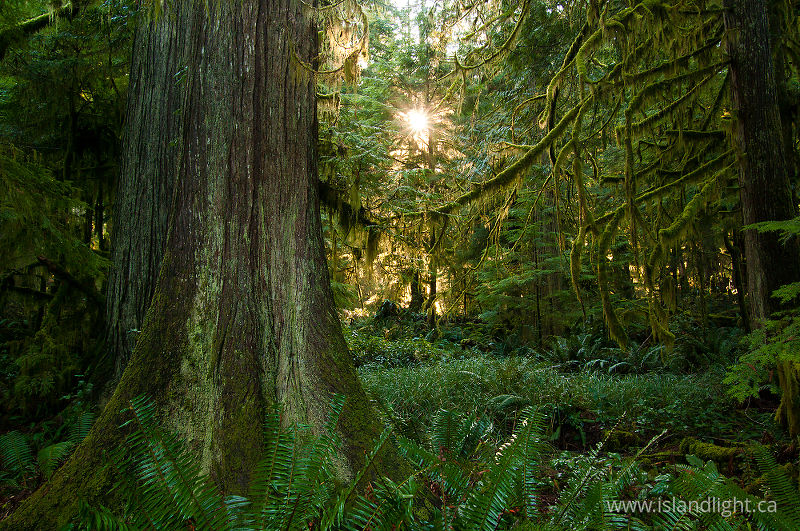 Light in the Forest No. 4 - Cortes Island Forest photo