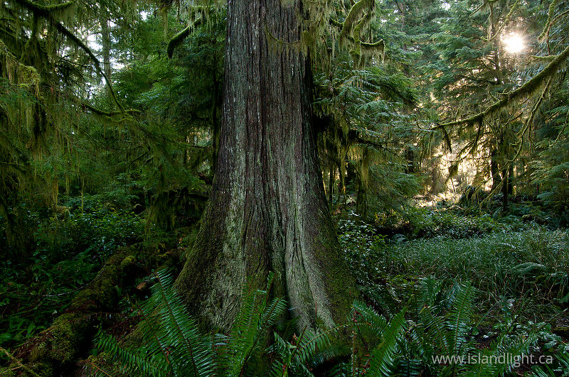 Cedar - Cortes Island  photo
