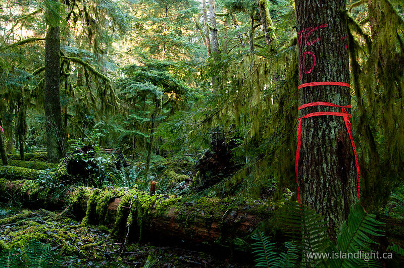  Cortes Island Forest photo