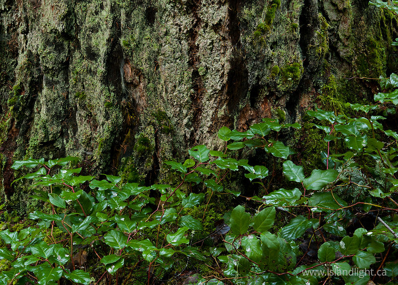The Base of the Tree - Cortes Island  photo