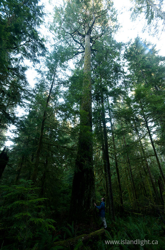 Beside a Giant - Basil Brook, Cortes Island Tree photo