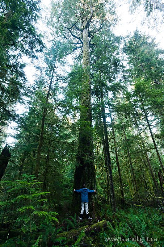 Tree Hug - Basil Brook, Cortes Island Forest photo