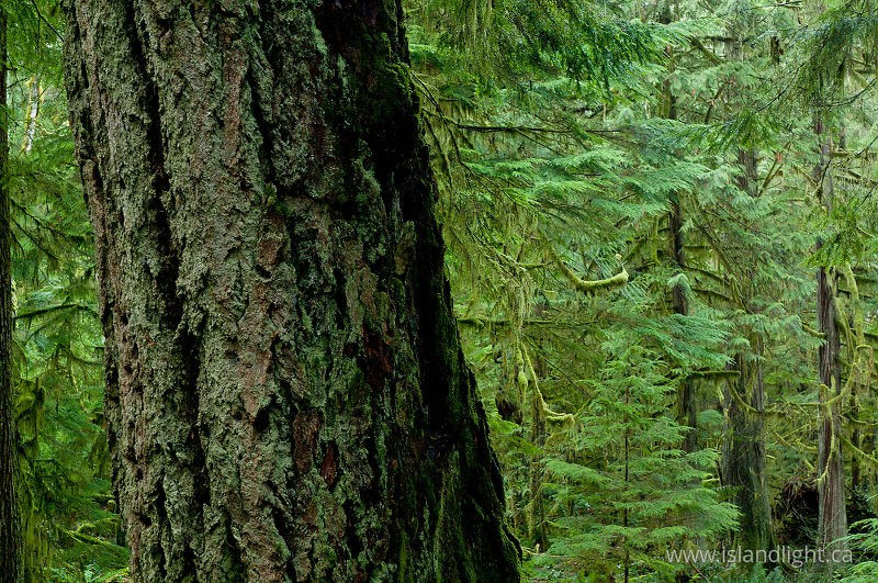  Cortes Island Tree photo
