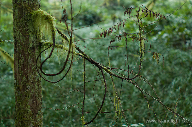 Twisting Twigs -   photo