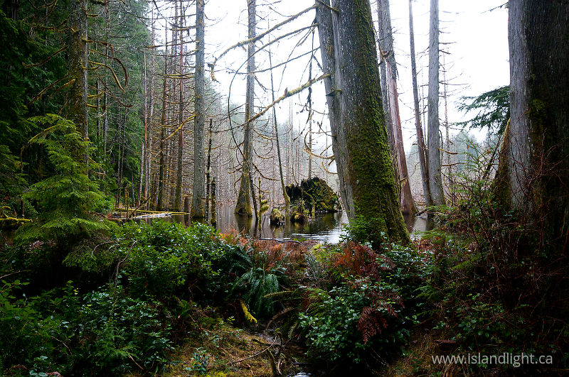 Basil Creek Beaver Pond #2 - Cortes Island Forest photo