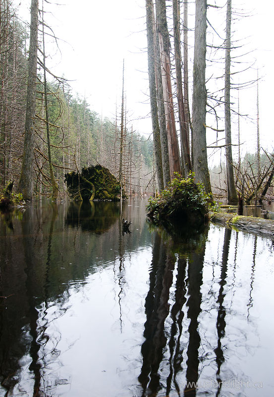Beaver Pond -   photo