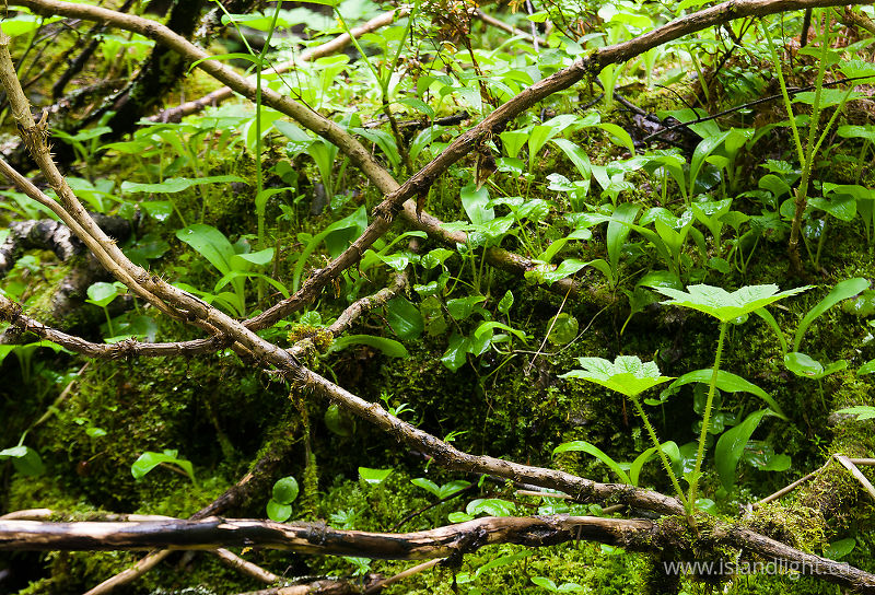 Devil's Club beside the creek - Slocan Valley  photo