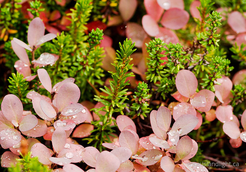 Paradise Meadows Foliage - Mount Washington  photo