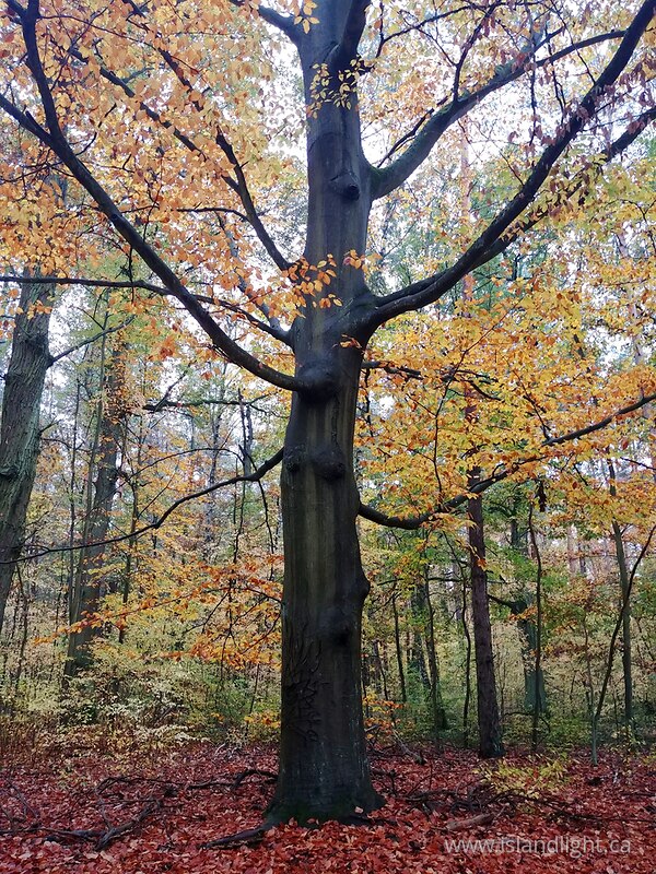 Old giant in yellow -   photo