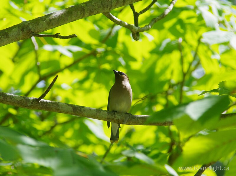 Cedar Waxwing -   photo