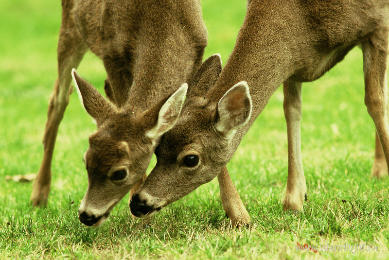   Deer photo