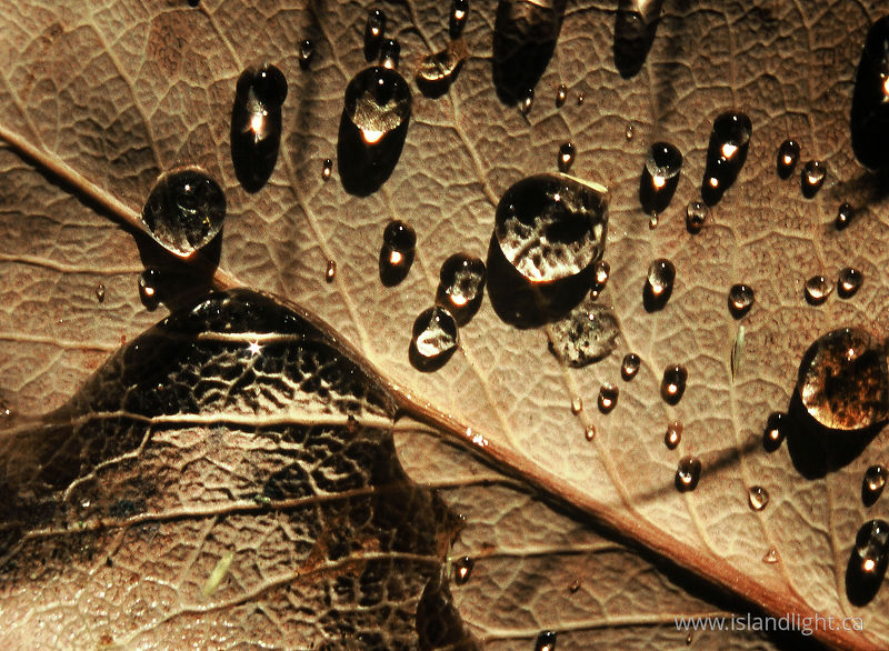 Droplets on a Dry Salal Leaf - Cortes Island Leaf photo