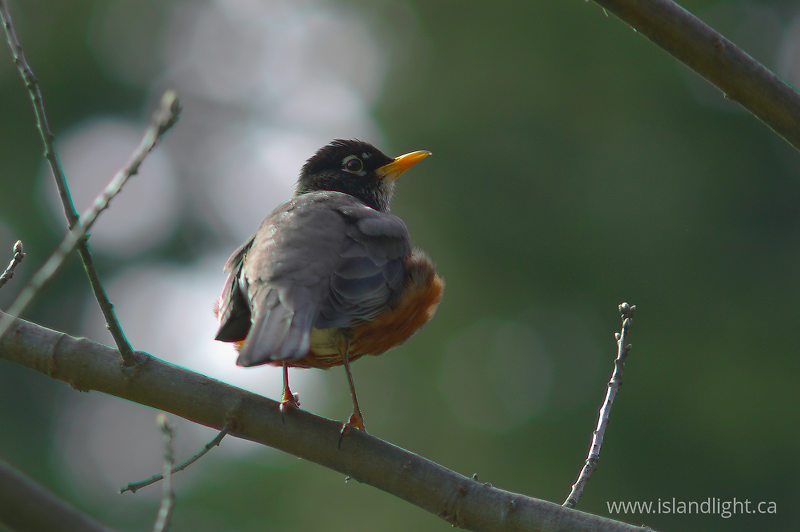 Robin in an Oak Tree -   photo