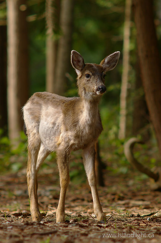 Young Blacktail in the Forest - Cortes Island Deer photo