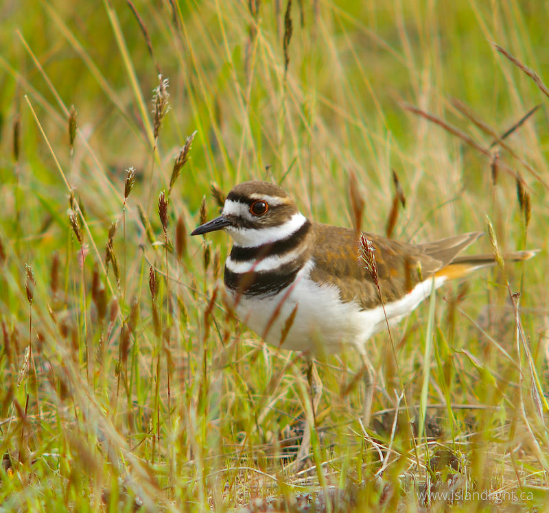 Killdeer -   photo
