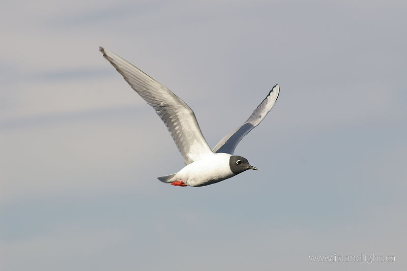 Chroicocephalus philadelphia -  Gull photo