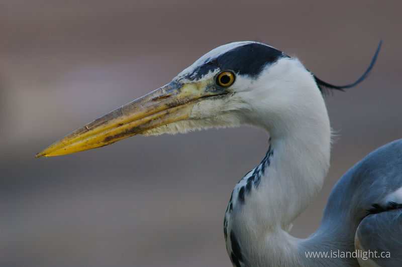 Gray Heron Portrait -  Gray Heron photo