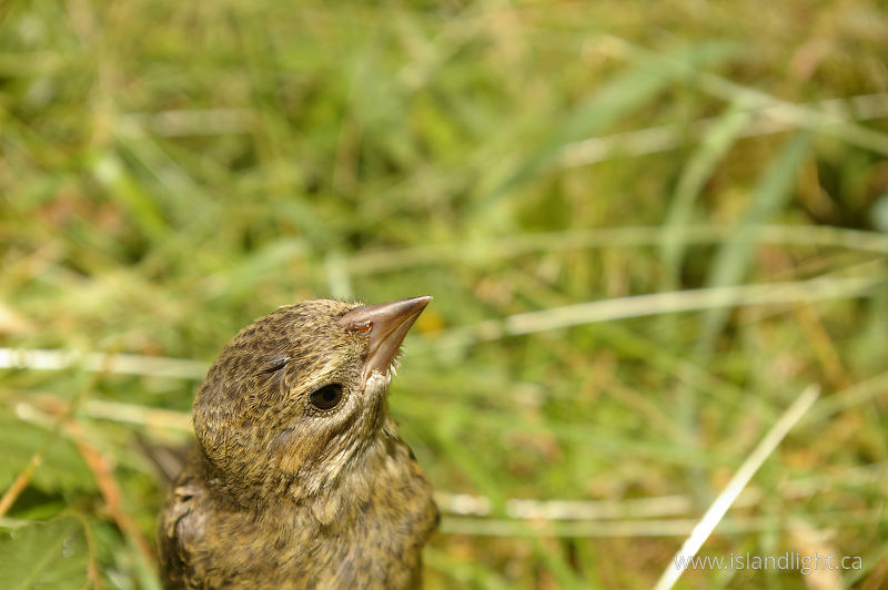 Molothrus ater - Cortes Island Cowbird photo