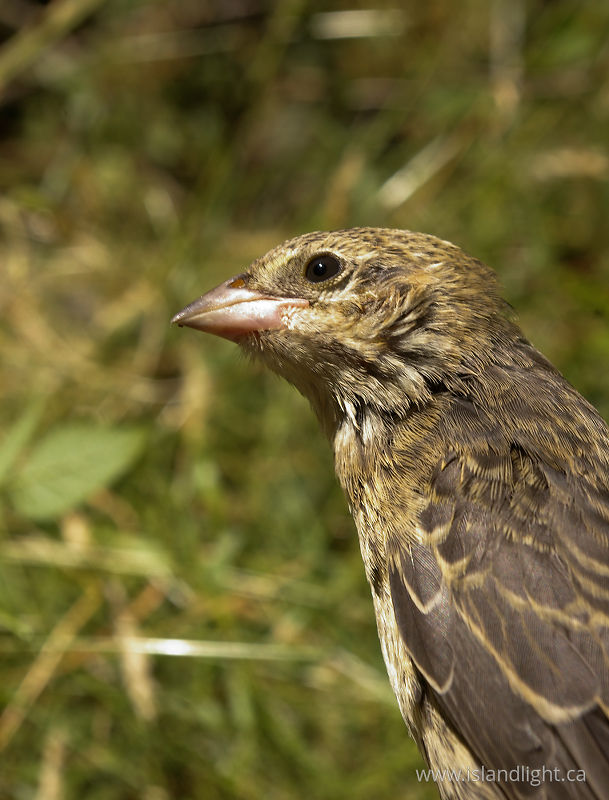 Brown Headed Cowbird - Cortes Island Cowbird photo