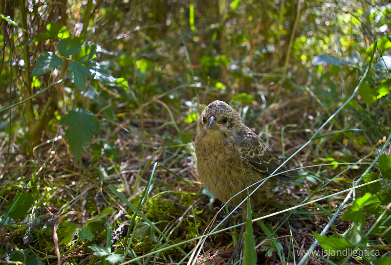 Molothrus ater - Cortes Island Cowbird photo