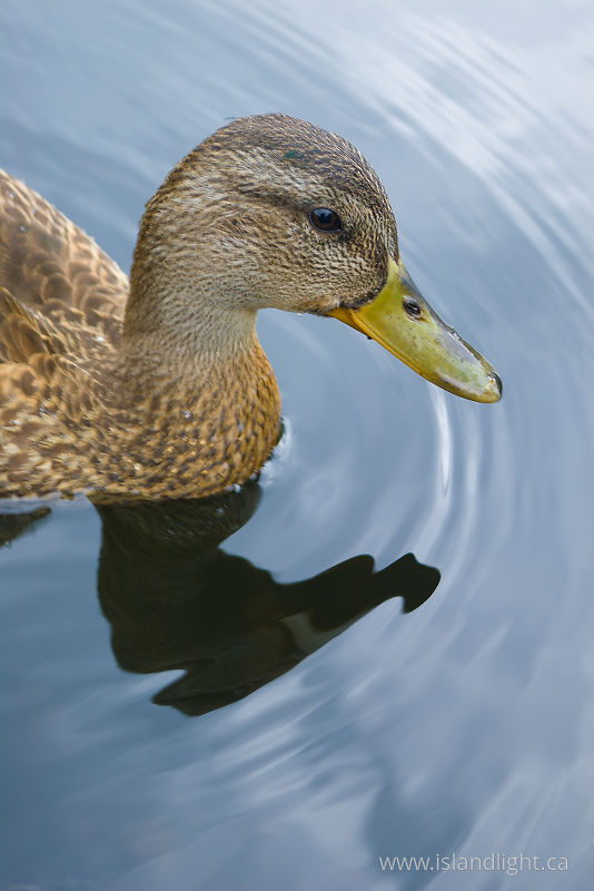 Mallard -  Duck photo