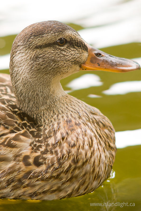 Mallard -   photo