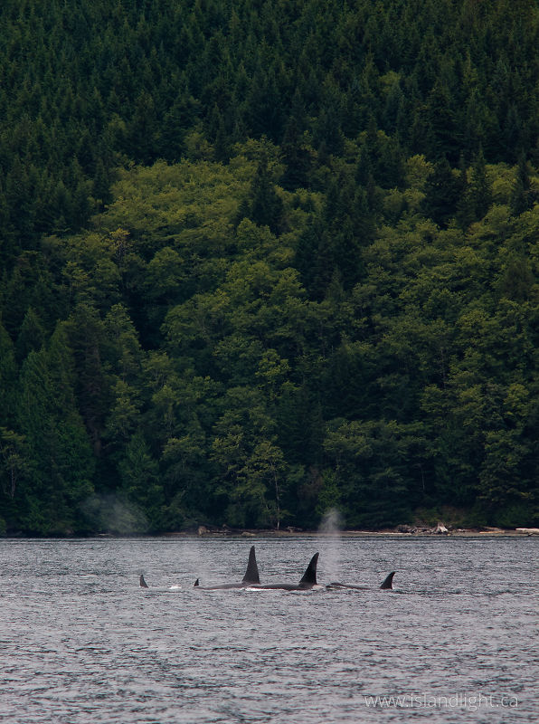 Orca Pod - Johnstone Strait Orca photo