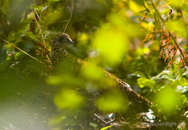  Grouse photo