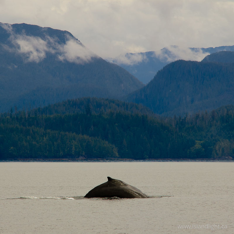 Humpback - Rivers Inlet whale photo