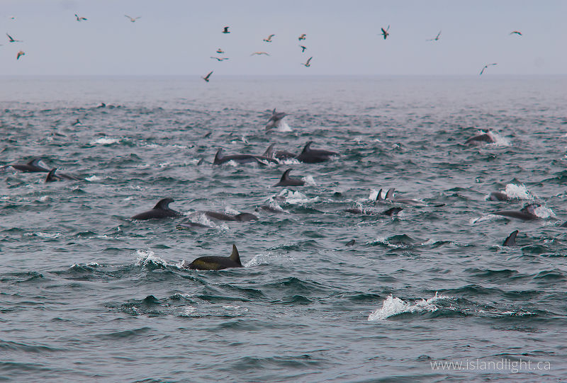 Pacific White-sided Dolphins - Cape Caution Marine Mammal photo