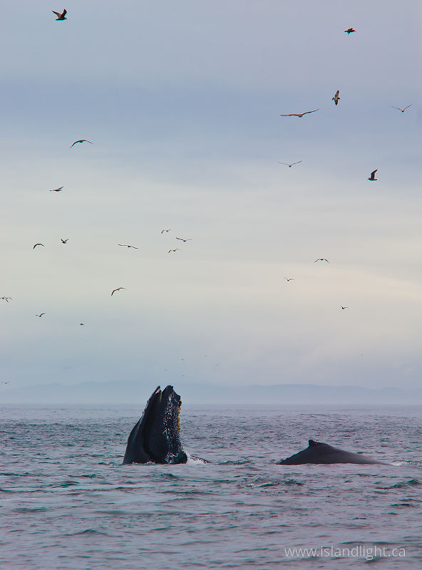 Lunge Feeding Humpbacks - Cape Caution Whale photo