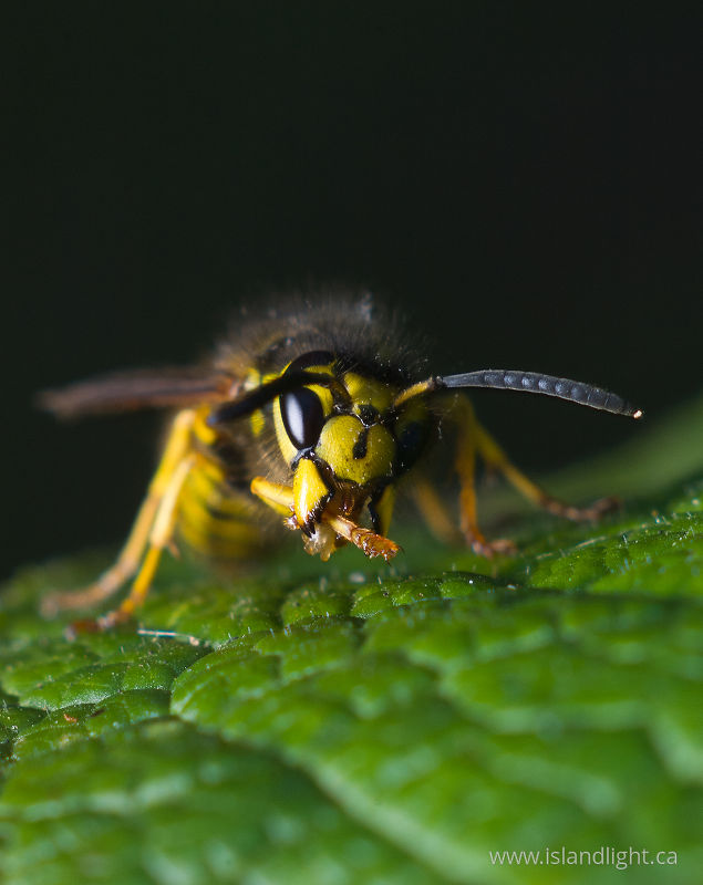 Western Yellowjacket - Cortes Island Wasp photo