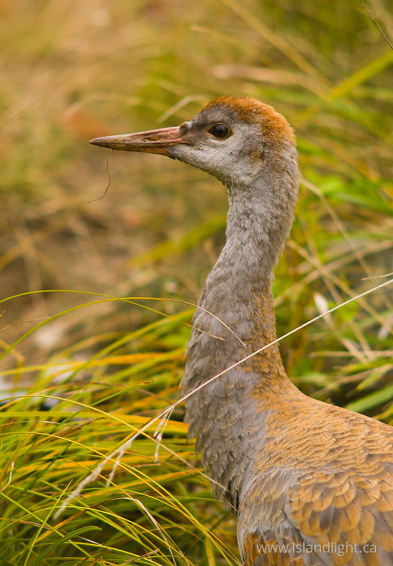 Sandhill Crane -   photo